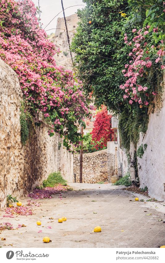 Street in Nafplio, Greece with lemons on the ground Lemons Alley nafplio Old Town flowers Stone wall
