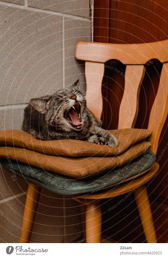 Tired pussy Pet Cat tired Fatigue Lie Sleep relax Chair Nostalgia Animal Animal portrait Colour photo Deserted Yawn