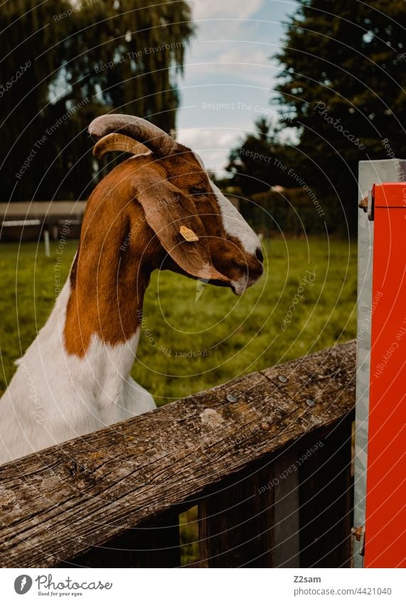 Goat in the petting zoo Petting zoo goat children Animal Farm animal Cute Brown inquisitorial Nature Park Fence Enclosure brand portrait animal portrait Wood