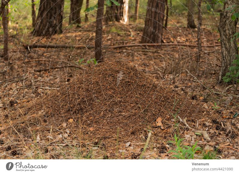 anthill in a forest, shallow depth of field, nice soft bokeh Ant ants Animal animals Creatures Forest forests pine forest no people nature photography