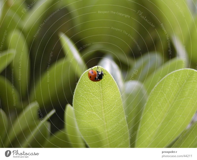 Everything in the green - lucky! Ladybird Green Red Black Leaf Good luck charm Farm animal Macro (Extreme close-up) Nature Happy