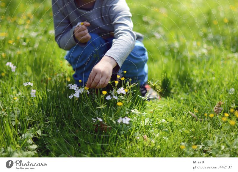 picking Leisure and hobbies Mother's Day Human being Child Toddler Infancy 1 1 - 3 years 3 - 8 years Spring Summer Flower Blossom Meadow Cute Emotions Moody