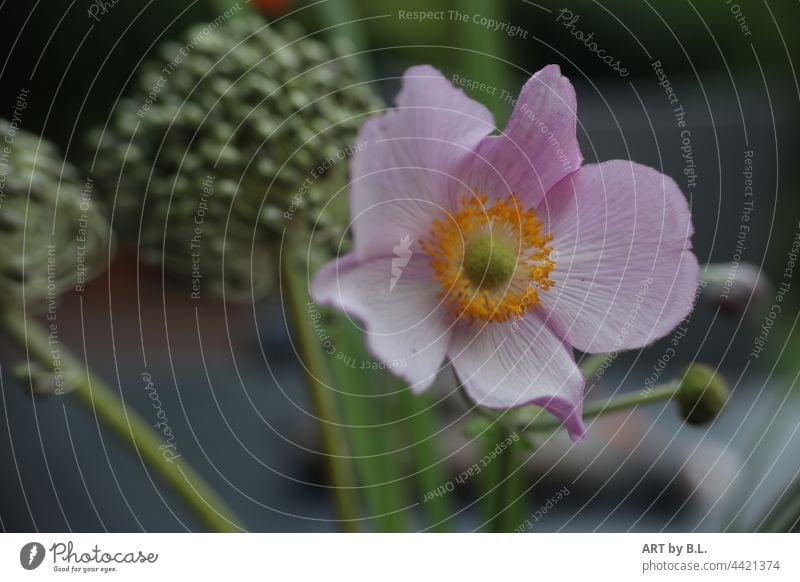 Autumn anemone flower with faded ornamental leek in background Plant Blossoming Garden Poppy anenome Close-up Nature Chinese Anemone Pink Yellow Green