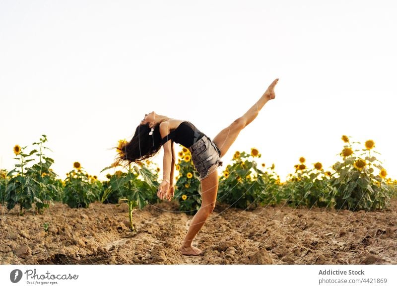 Flexible woman dancing in field sunflower dance flexible nature summer carefree freedom harmony grace female young countryside style barefoot enjoy brunette