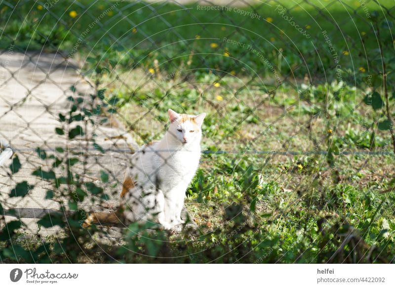 Neighbour cat with white fur behind wire mesh fence in garden Cat White Pelt pets Domestic cat Observe Pet Speckled observantly Skeptical scared neighbourhood