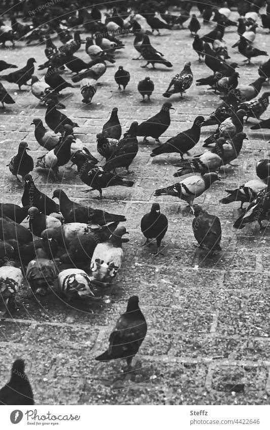 gray cobblestones | timeless market activity | market pigeons attentive Market Pigeons Markets Marketplace Market activity attention Timeless