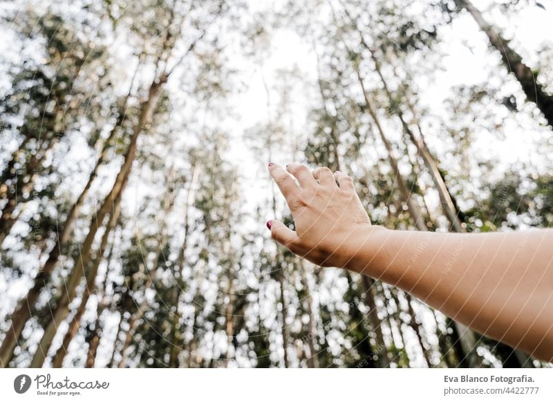 unrecognizable woman hand over beautiful eucalyptus forest landscape. Nature and sustainability concept sunset nature trees environment global warming foliage