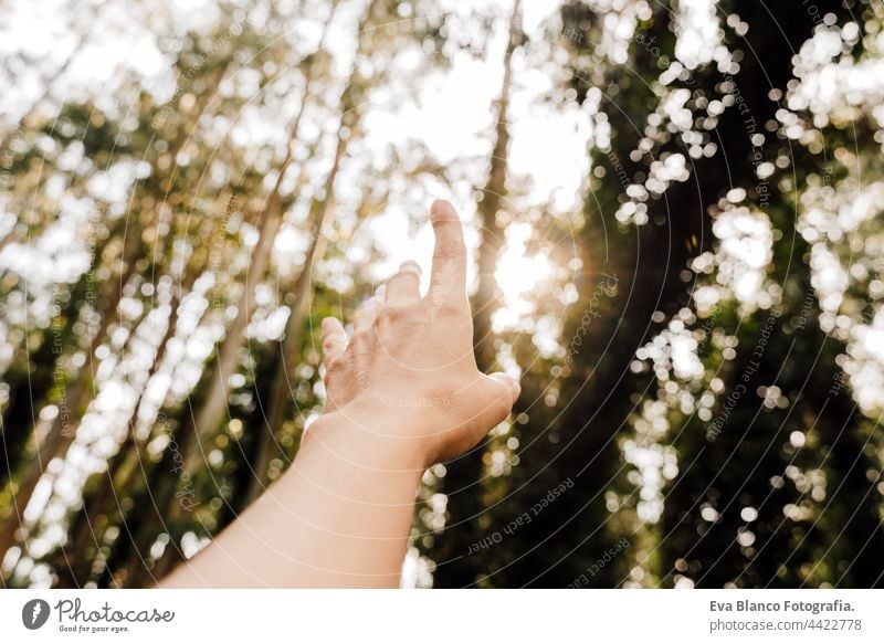 unrecognizable woman hand at sunset over beautiful eucalyptus forest landscape. Nature and sustainability concept nature trees environment global warming