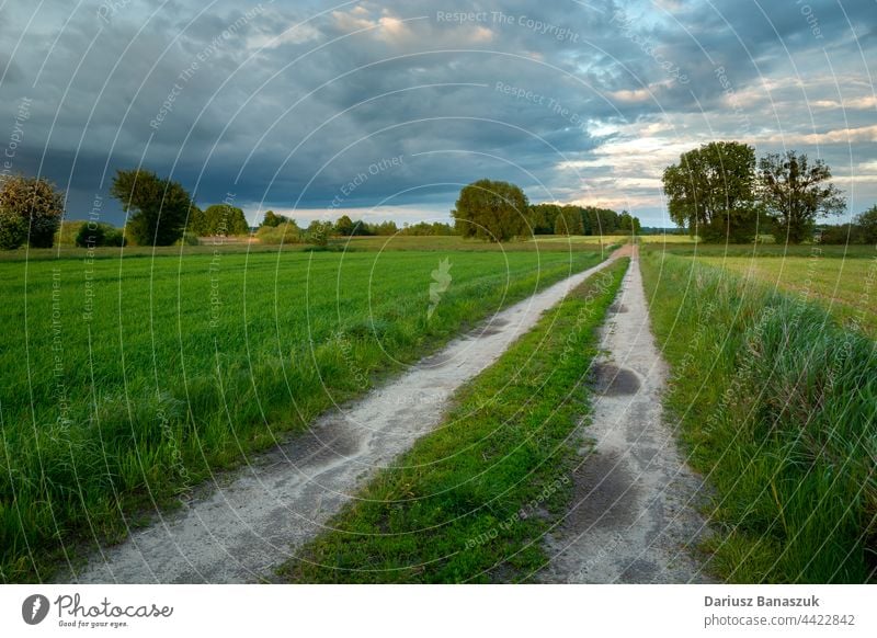 Dirt road through the fields and clouds on the sky landscape rural grass green nature path dirt summer agriculture countryside farm horizon cloudscape meadow