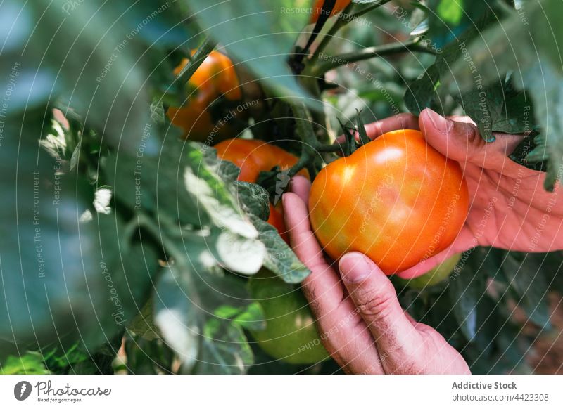 Crop famer picking red tomato in garden farmer collect ripe harvest agriculture organic fresh cultivate season rural growth natural summer countryside agronomy