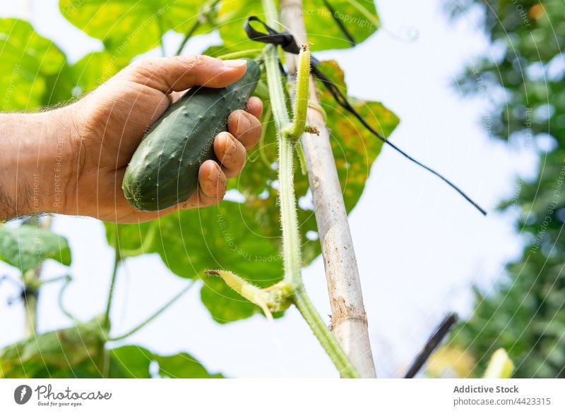 Crop farmer collecting cucumber in garden pick countryside harvest agriculture ripe fresh organic natural food plantation rural green field farmland summer