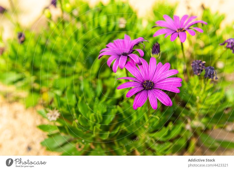 Purple flowers blooming in lush garden dimorphotheca purple grow blossom fragrant flora botany floral nature aroma scent violet gentle spring vegetate smell