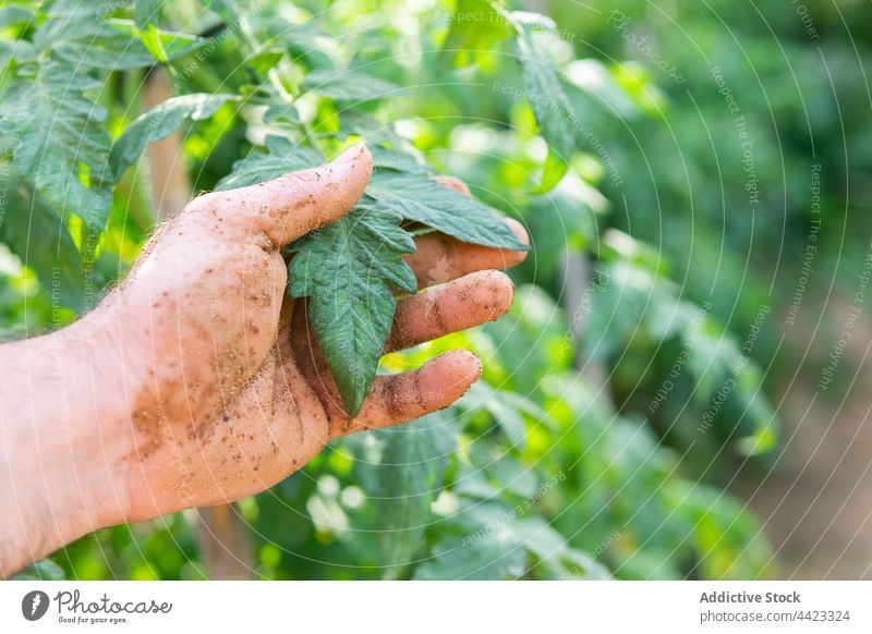 Crop farmer touching tomato leaf in garden green plant dirty hand soil agriculture countryside fresh grow organic natural growth environment summer cultivate