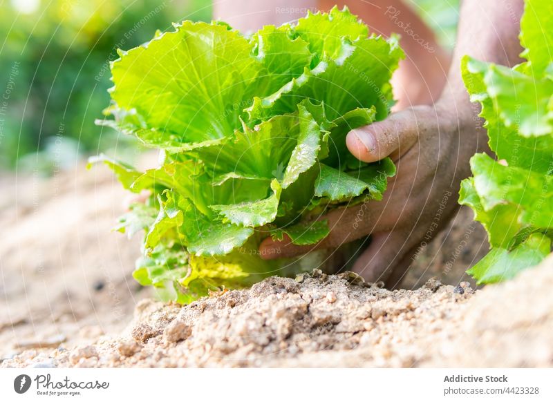 Crop farmer picking lettuce on farm harvest collect ripe field agriculture organic green fresh cultivate rural plant plantation countryside food garden vegetate