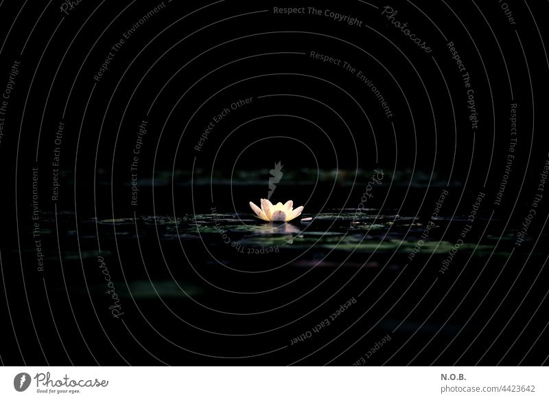 A water lily glows in the darkness Water Lily Water lily Pond Lake Plant Nature Blossom Colour photo Deserted Water lily pond Aquatic plant Exterior shot