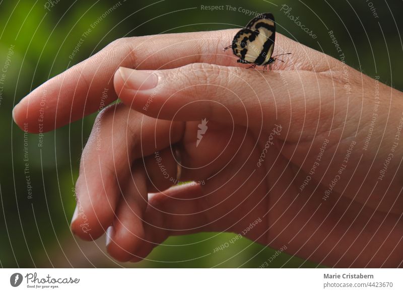 Close up of a tiny hecabe butterfly perched on a woman's hand showing the concept of wellness, sustainable lifestyle and harmony with nature back to nature