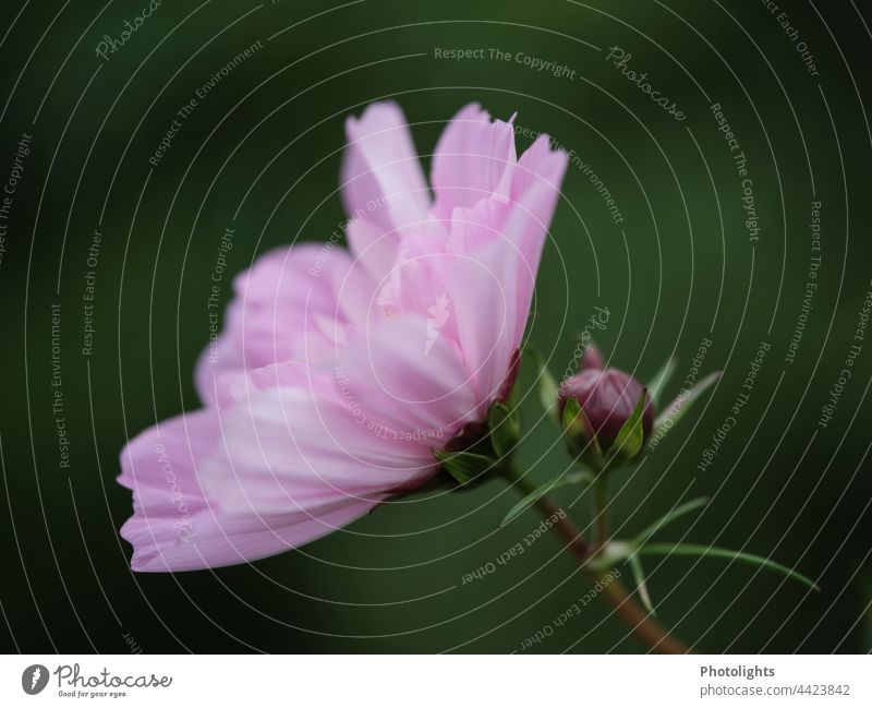 Cosme flower and bud in side view Cosmea Cosmos Pink Green Blossom Flower Plant Delicate bokeh Nature Blossoming Summer Garden Close-up Exterior shot pretty
