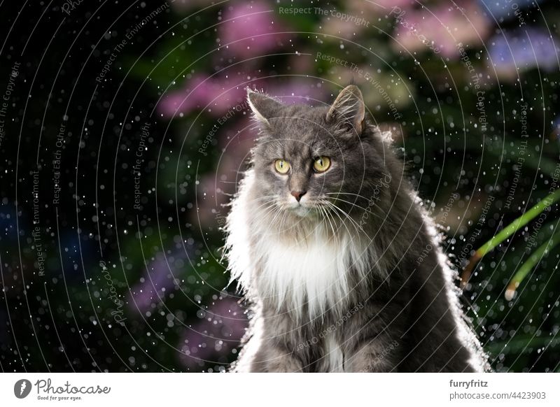 maine coon cat outdoors in the rain one animal longhair cat gray blue tabby fluffy fur feline garden front or backyard nature plants bloom flowering plant