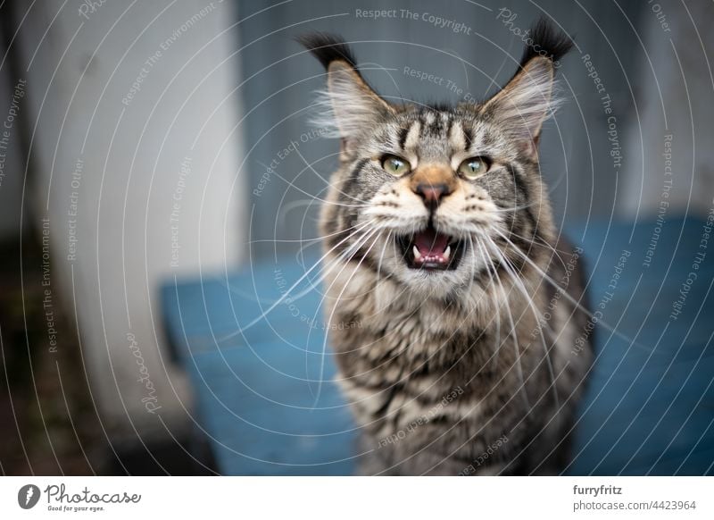 tabby maine coon cat meowing looking at camera outdoors purebred cat pets longhair cat fluffy fur feline tassel ear tip ear tuft front or backyard black tabby