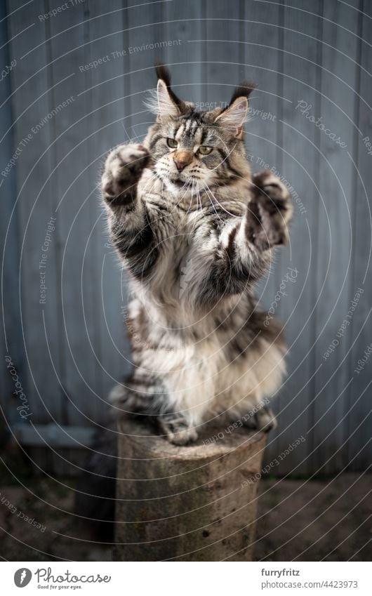 playful cat standing on hind legs moving paws purebred cat pets longhair cat maine coon cat fluffy fur feline tassel ear tip ear tuft outdoors front or backyard