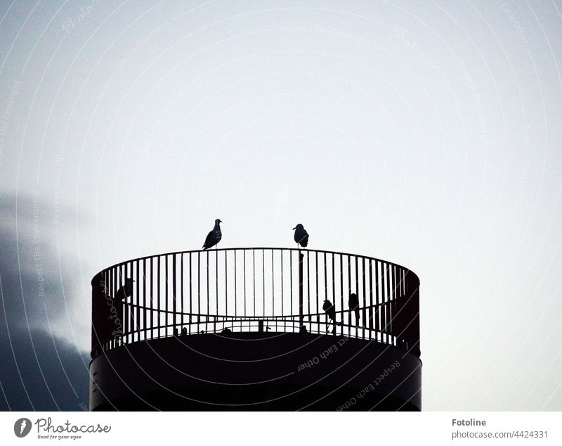 Early in the morning, before sunrise, the seagulls were sitting on top of the railing of the lighthouse on the Helgoland dune and watched me during my morning walk.