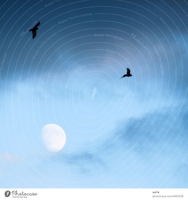 3 Nature Air Sky Clouds Moon Gale Bird Crow 2 Animal Dark Free Cold Natural Above Blue Dream Flying Mystic Spiritual Ominous Nightfall Colour photo