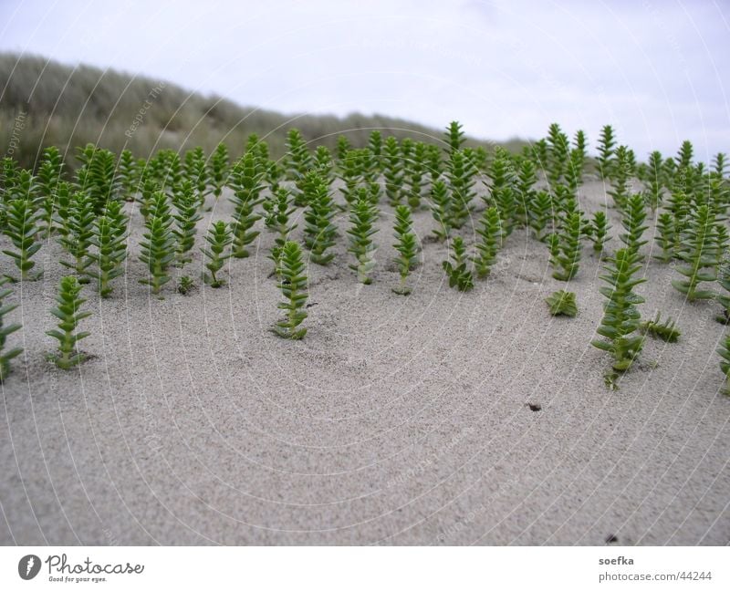 beach plants Beach Green Beach dune Plant Denmark Sand