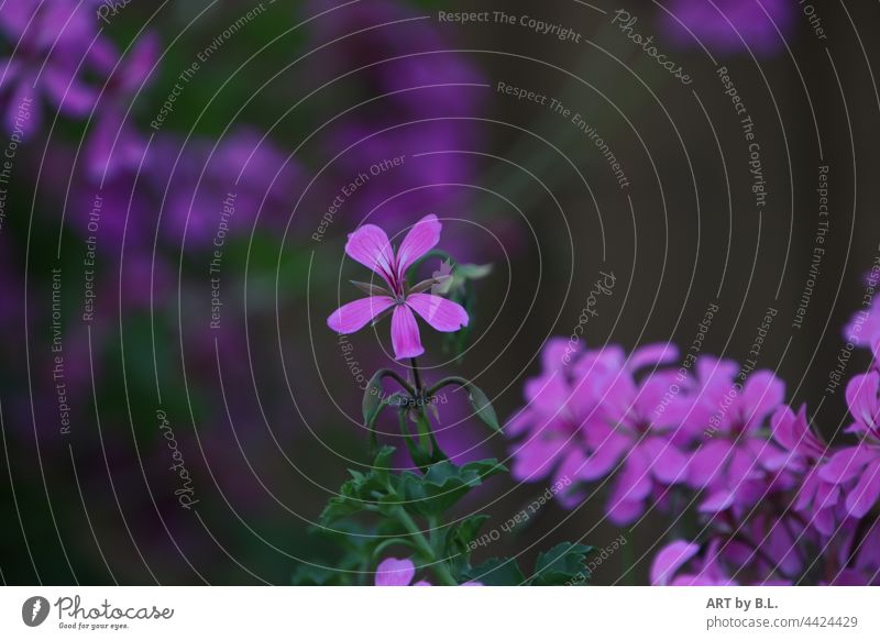 I am the most beautiful flower in the whole Flower Blossom purple jutting Garden pink petals empty Pelargonium peltatum French hanging geraniums Geranium