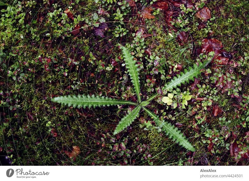 2021 Challenge Forest Floor | Large, jagged plant on forest floor that stands out for its green fabre and shape. Woodground Plant Green Nature flora Moss