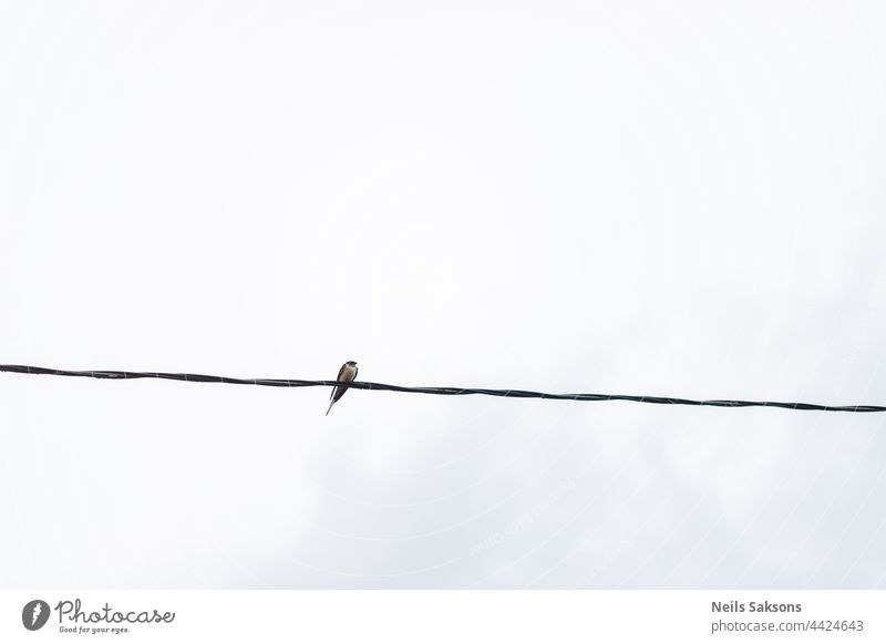 swallow bird on electric wire, light grey cloudy sky background animal animals art barbed barbed wire barn swallow beautiful birds black blue cable concept