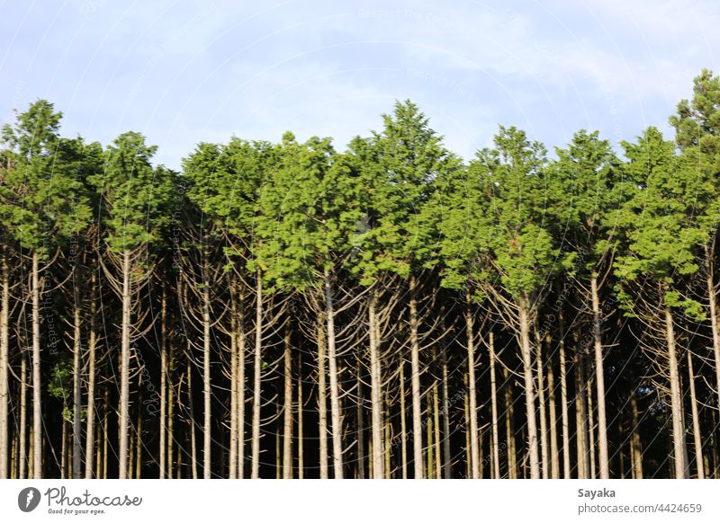 Trees and blue sky trees forest tinber mountain tree forest nature green Nature photo Landscape Forest Environment Tree trunk Climate Forestry Coniferous trees