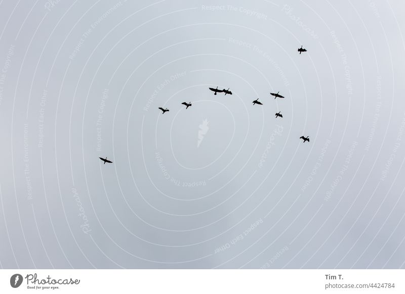 Birds gather for departure to the south birds Sky Migratory birds Berlin köpenick Nature Flying Exterior shot Flock of birds Environment Colour photo Animal
