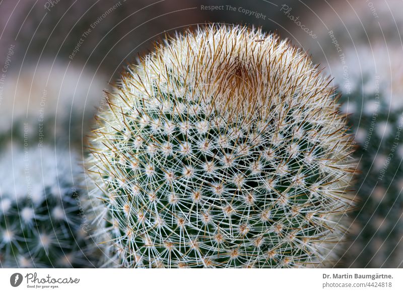 Cactus: Mammillaria sp. from Mexico mammillaria thorny Plant succulent water storing keeping small cactaceae