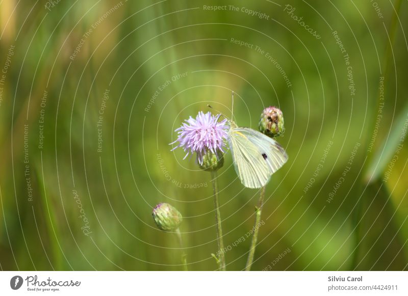 White butterfly on creeping thistle in bloom closeup view with blurry green background plant insect purple beautiful white nature summer animal flower beauty