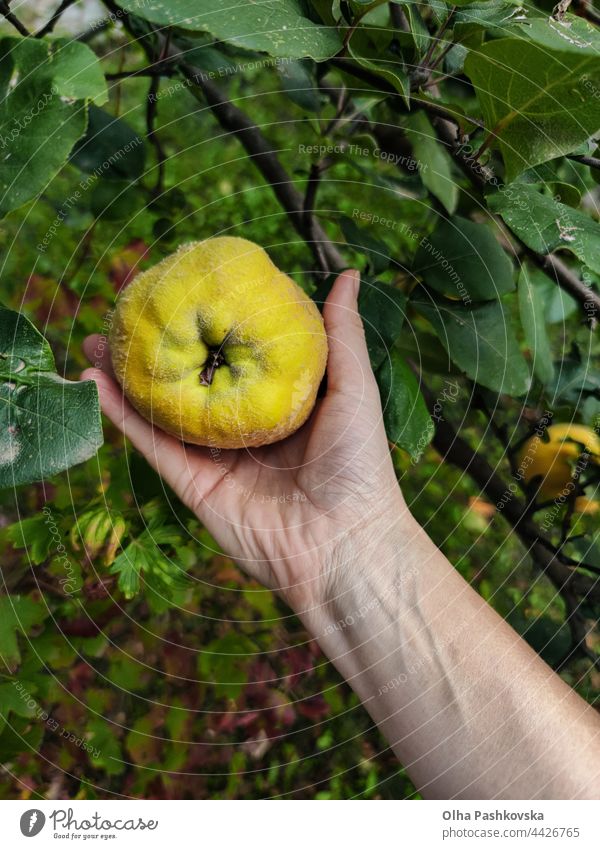 Woman hand picking quince apple in orchard garden apple quince ripe season yellow golden ingredient leaves outdoor whole plantation grow harvest cultivation