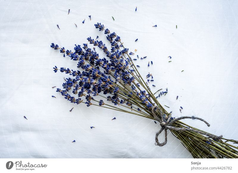 A bunch of dried lavender on a white pillow Lavender Dried Federation 19 Cushion White aromatherapy fragrant Comforting Sleep Bedroom plan purple Pillow Dream