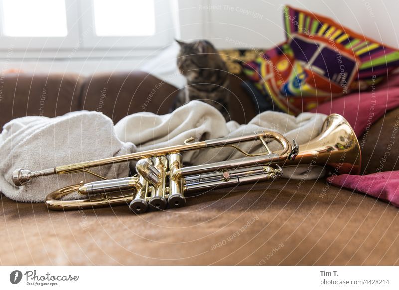 a trumpet and in the background a tomcat Trumpet Cat Music Musical instrument Colour photo Interior shot Deserted Brass instrument Detail at home couch Sofa