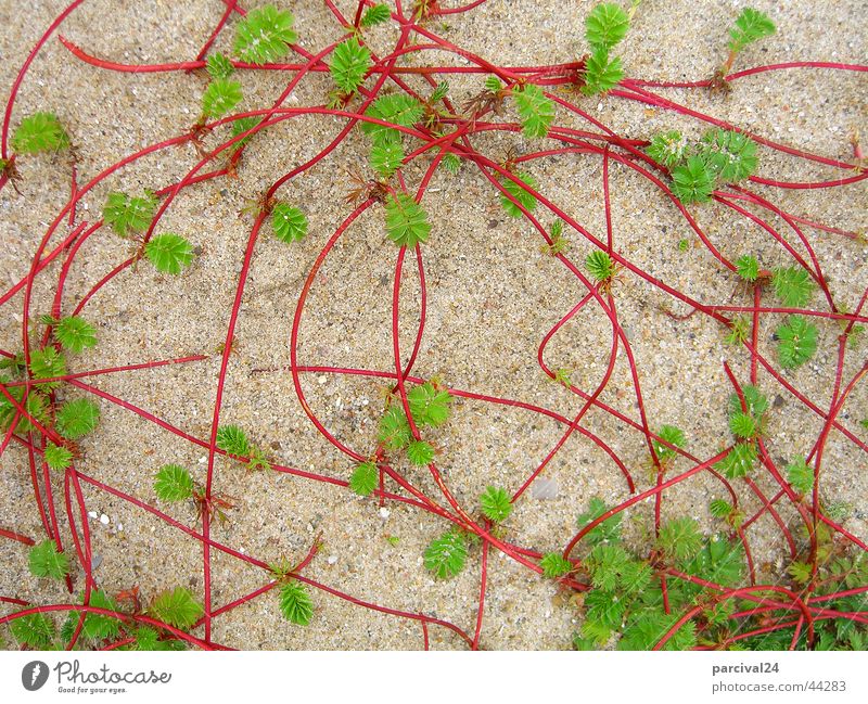 liana Beach Plant Red Green Liana Creeper Leaf orderly chaos Stalk Sand