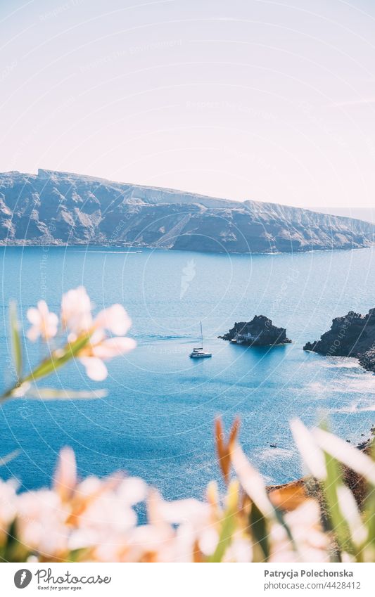 Sailboat on the Mediterranean sea by the island of Santorini in Greece, white flowers in the foreground Blue Sea Island Water White Summer leisure