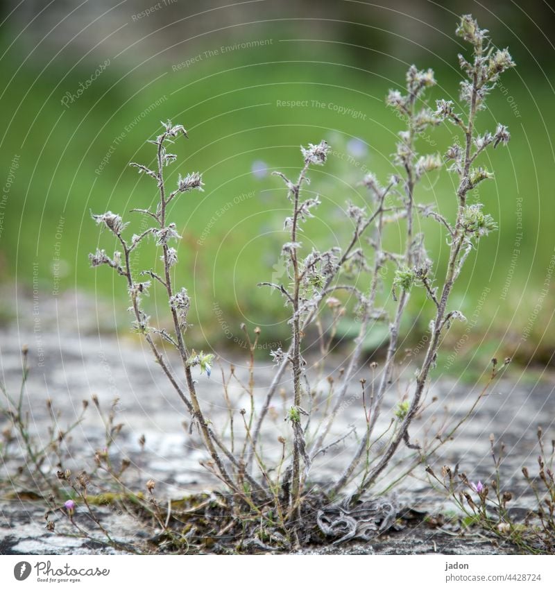 modest green. Plant Grass Green Nature Summer Exterior shot grasses Deserted Stone Beautiful weather Wild plant Close-up Shallow depth of field blurriness