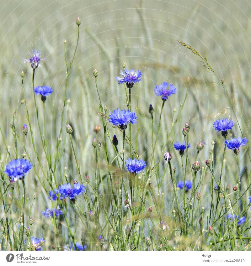 blooming cornflowers at the edge of a cornfield Cornflower Flower Blossom Cornfield Summer blossom wax Agriculture Blue Green bud Exterior shot