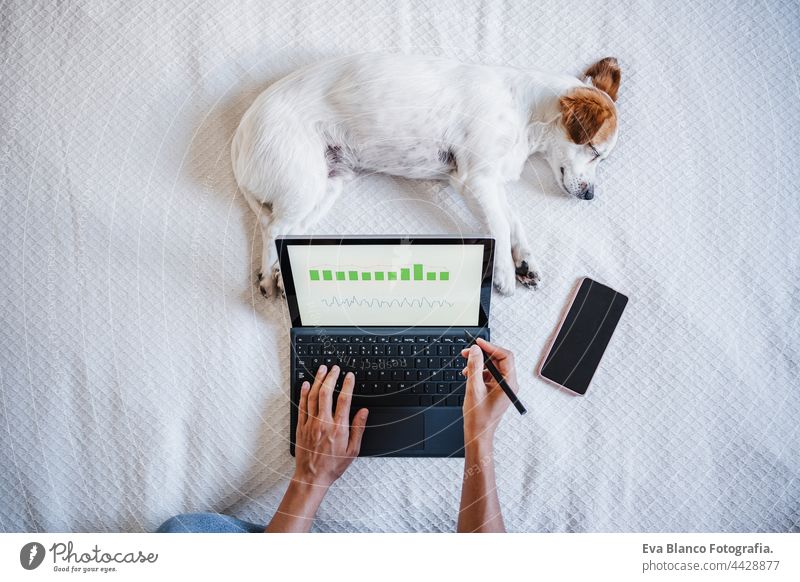 top view of unrecognizable Woman working on financial data with computer. Analyzing graphics and statistics on screen. Cute small dog resting besides. Home office, Technology and business concept