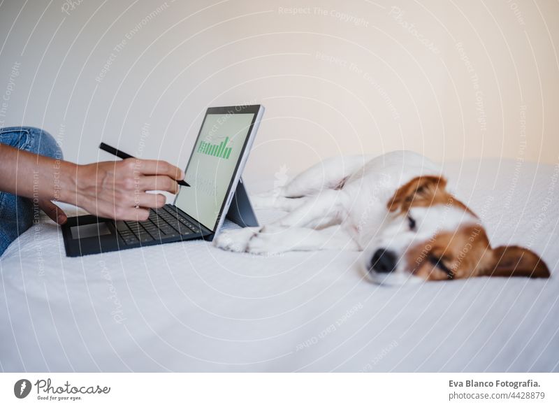 close up of unrecognizable Woman working on financial data with computer. Analyzing graphics and statistics on screen. Cute small dog resting besides. Home office, Technology and business concept