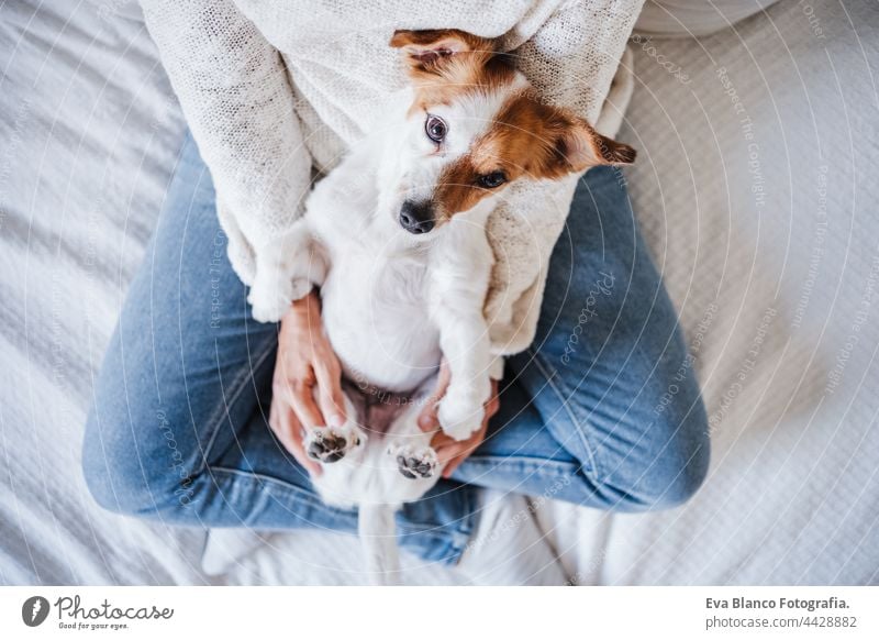 close up of caucasian woman at home holding cute jack russell dog like a baby. Pets, love and relax indoors together 30s bed kiss togetherness tired house owner