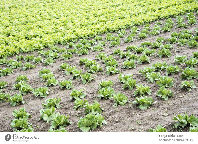 Lettuce, lettuce and more lettuce - rows of lettuce on a field, vegetable gardening Agriculture Food Vegetable Nutrition Vegetarian diet Healthy Healthy Eating