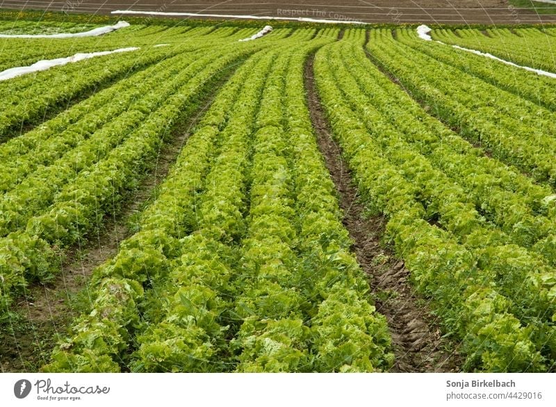 Lettuce, lettuce and more lettuce Field acre Agriculture agrarian vegetable gardening Agricultural crop Harvest Food Exterior shot Summer Nature Plant Growth