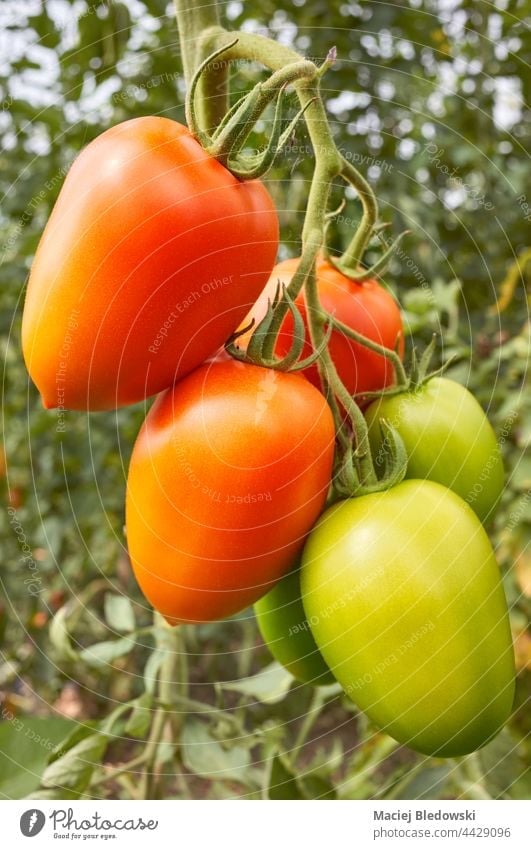 Close up picture of organic tomatoes, selective focus. farm plant vegetable green red fruit greenhouse nature food grow gardening agriculture cultivate