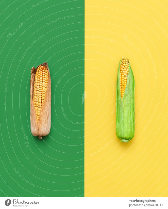 Green and dry maize top view. Comparison between green and riped corncob. above agriculture autumn background cereal choice color compare comparison concept