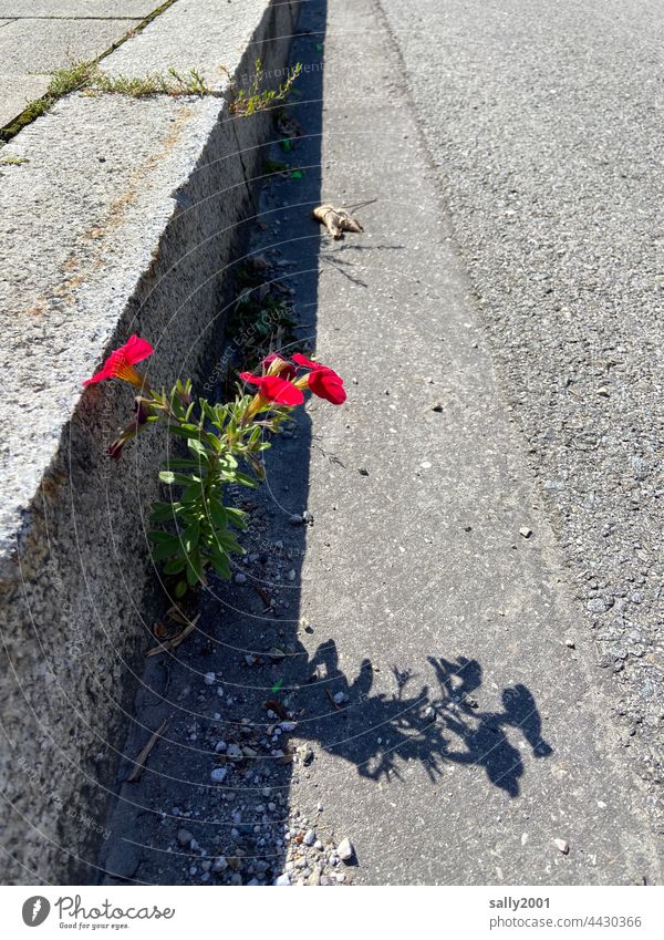 street flower Petunia Solanaceae Red Shadow blossom blossoms Petunia flowers Goose Curbside Curbstone Sidewalk Street Gray Town off will to survive