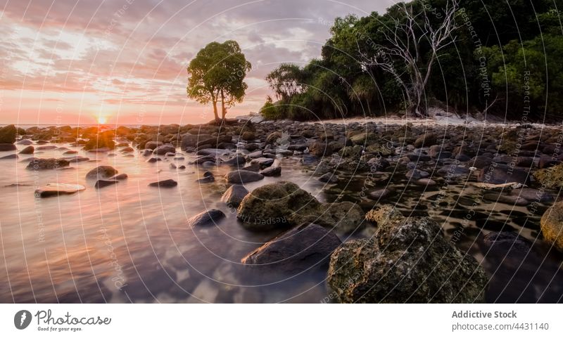 Wet stones on coast of clear sea wet shore sundown tropical exotic environment seashore nature rocky seaside sunset water tree woods formation malaysia asia